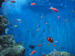 海のアクアリウム