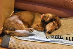 15歳の愛犬