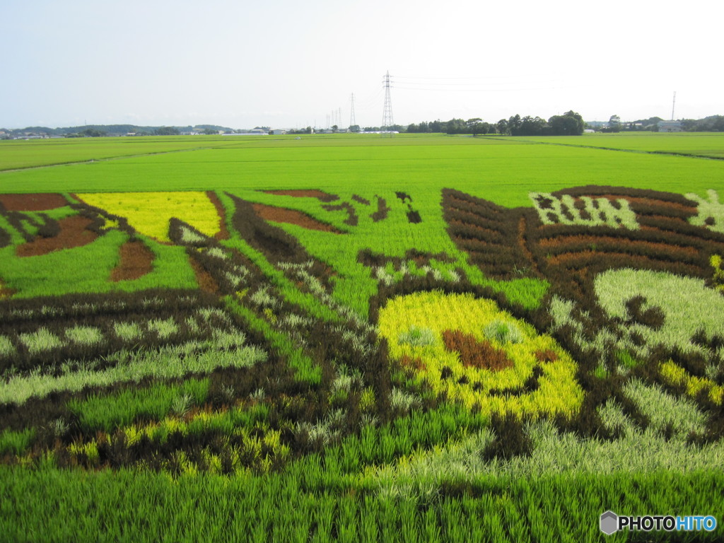 田んぼアート