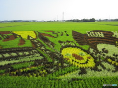 田んぼアート