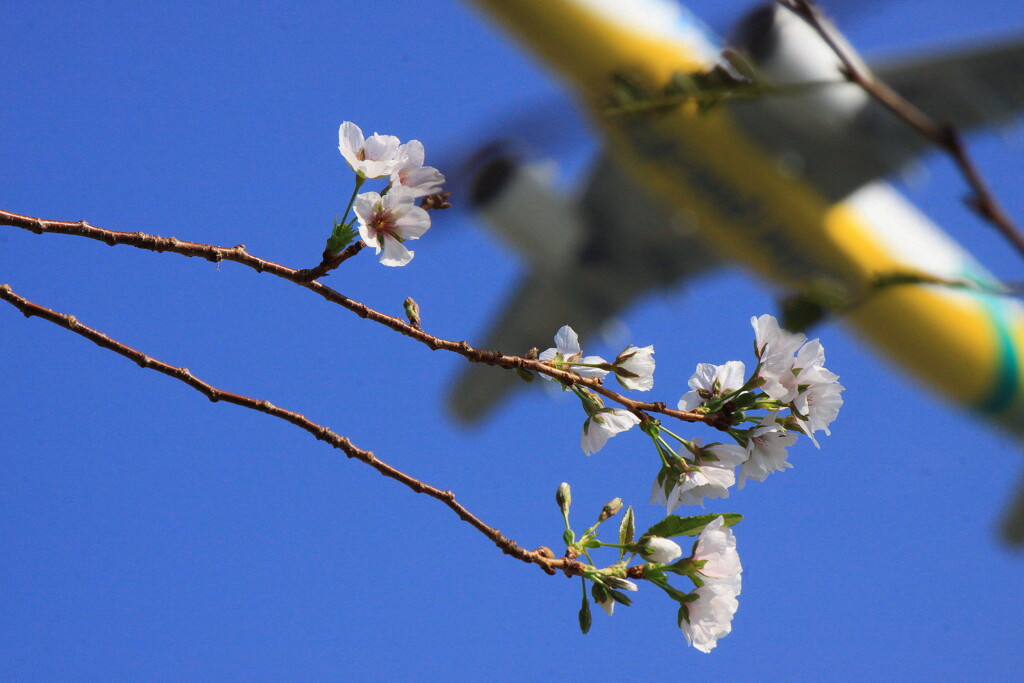 10月の桜