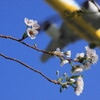 10月の桜