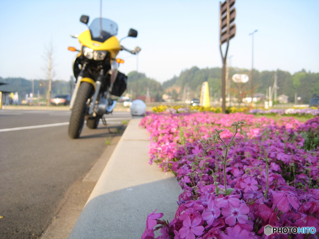 芝桜の季節