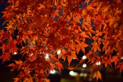 河口湖紅葉まつり