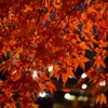 河口湖紅葉まつり