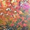 国営昭和記念公園