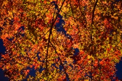 河口湖紅葉まつり