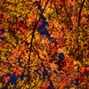河口湖紅葉まつり