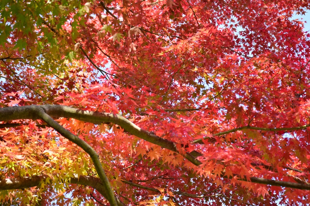 国営昭和記念公園