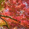 国営昭和記念公園