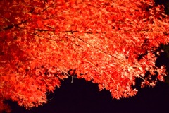 燃え盛る紅葉