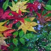 水面に浮かぶ紅葉