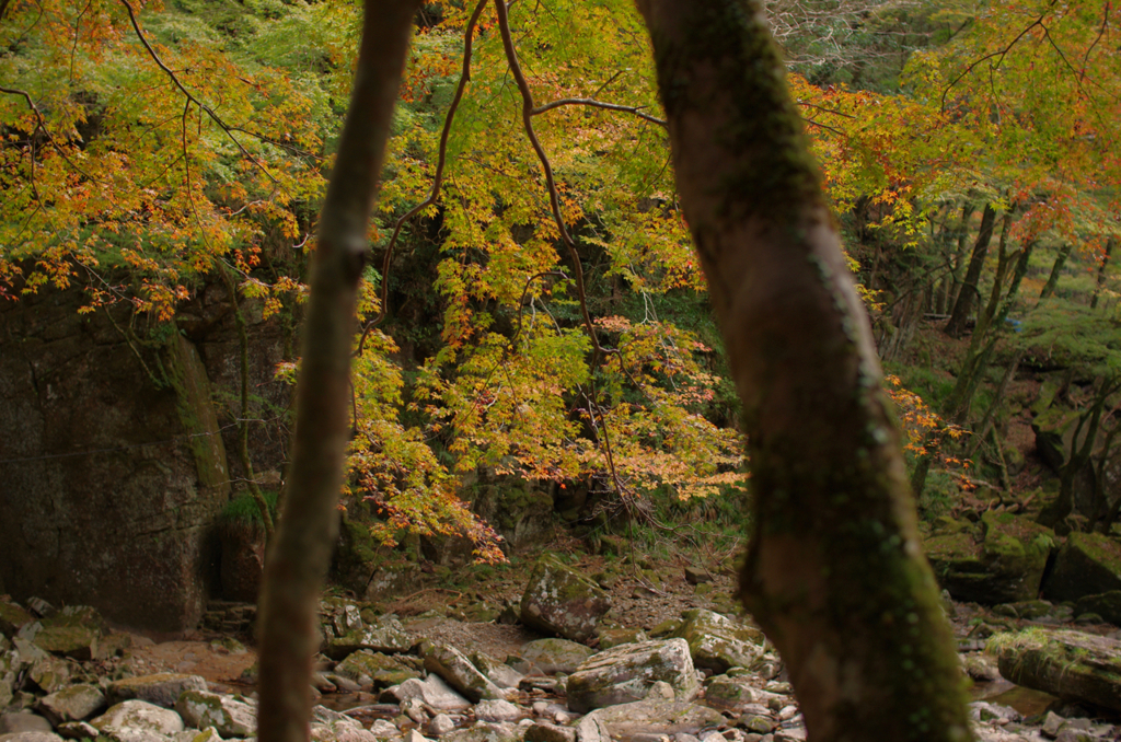 赤目四十八滝の紅葉始め3