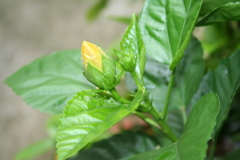 大きな花を咲かせよう（撮影：垣田重樹）