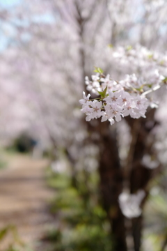 花見山スナップ 8