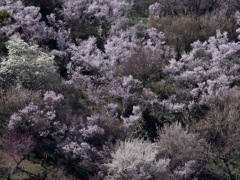 桜雲