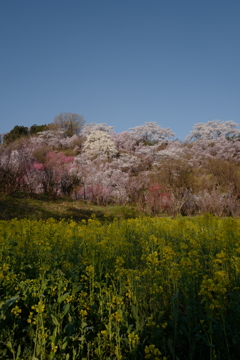 花見山スナップ 6