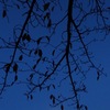 夜の模様