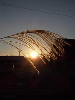 黄昏どきのススキ