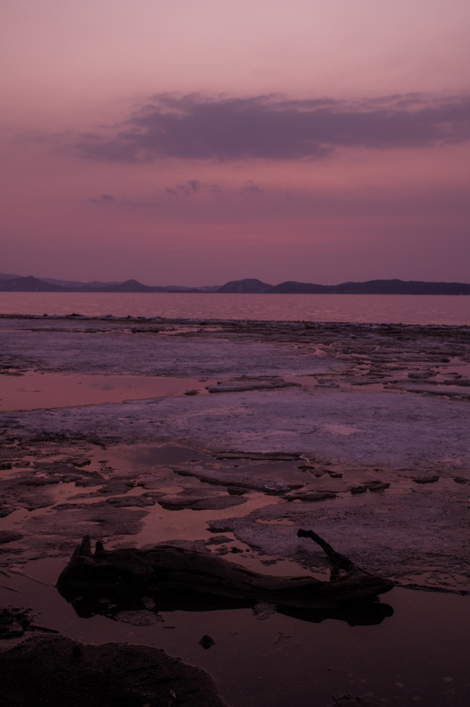 湖畔の流木