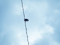 すずめ