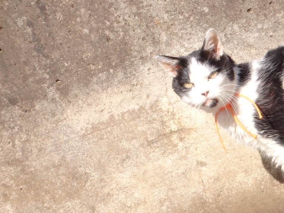 通り猫