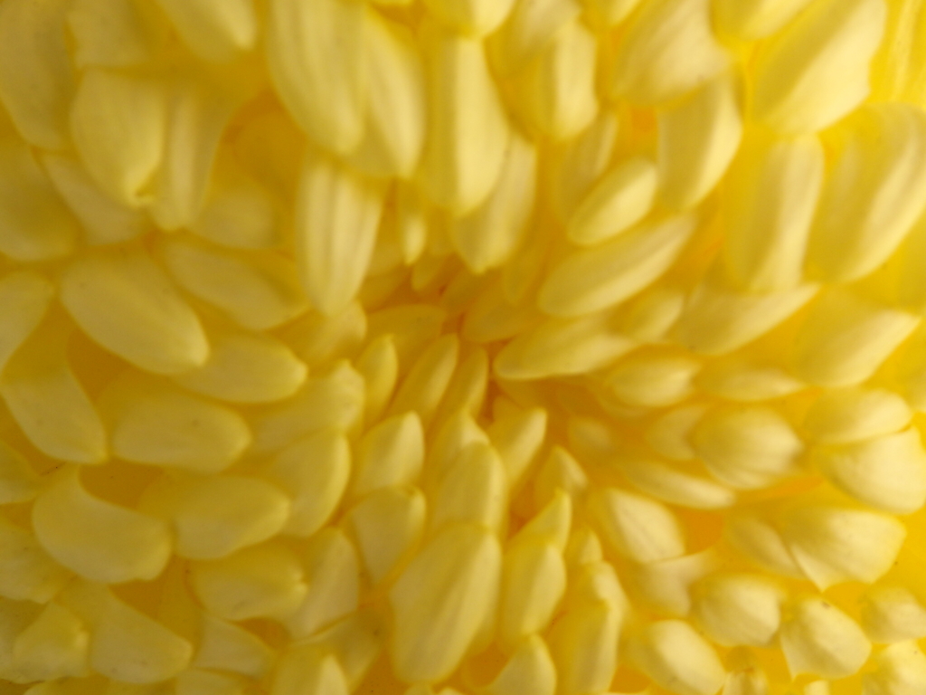 菊