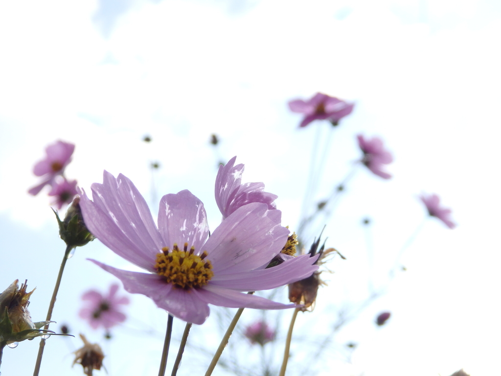秋桜