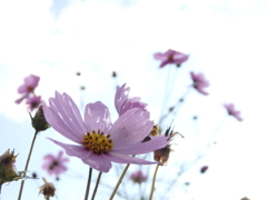 秋桜