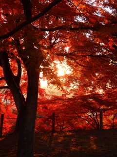 朝に秋燃ゆる