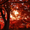 朝に秋燃ゆる