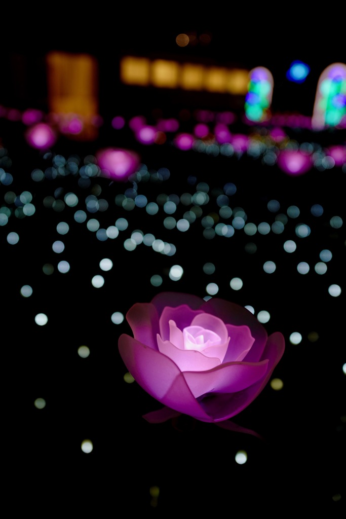 PINK ROSE