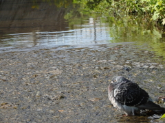 鳩の休憩