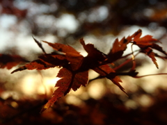 朝の葉