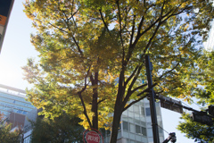 秋の色