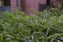 雨上がりその２