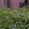 雨上がりその２