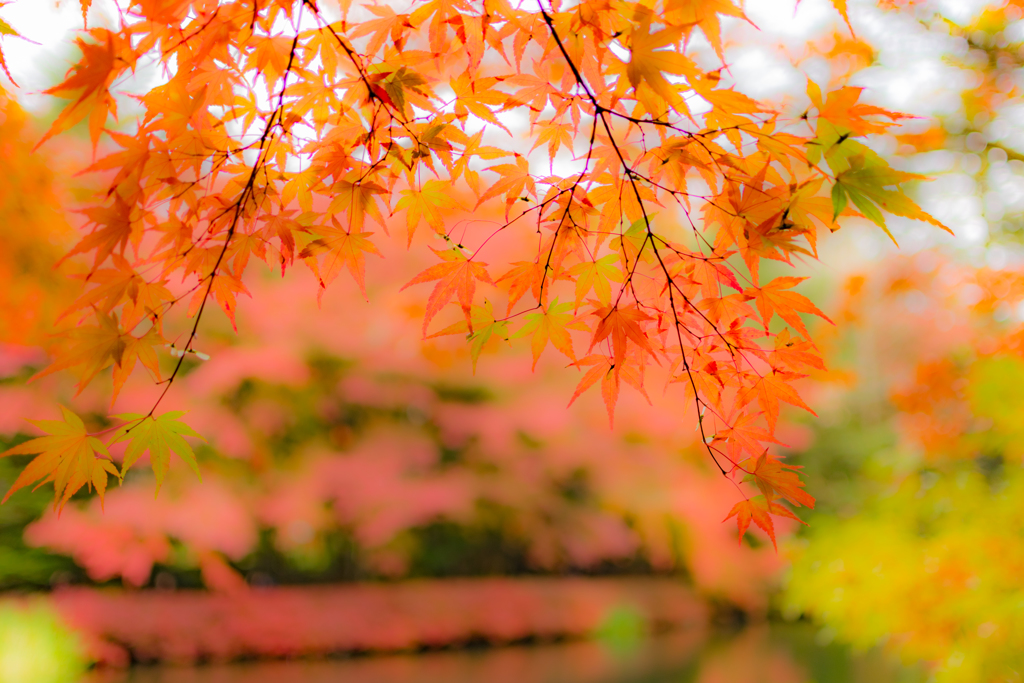 紅葉