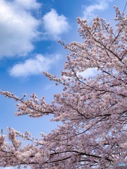 平成最後の桜