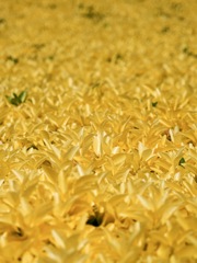 黄金の葉