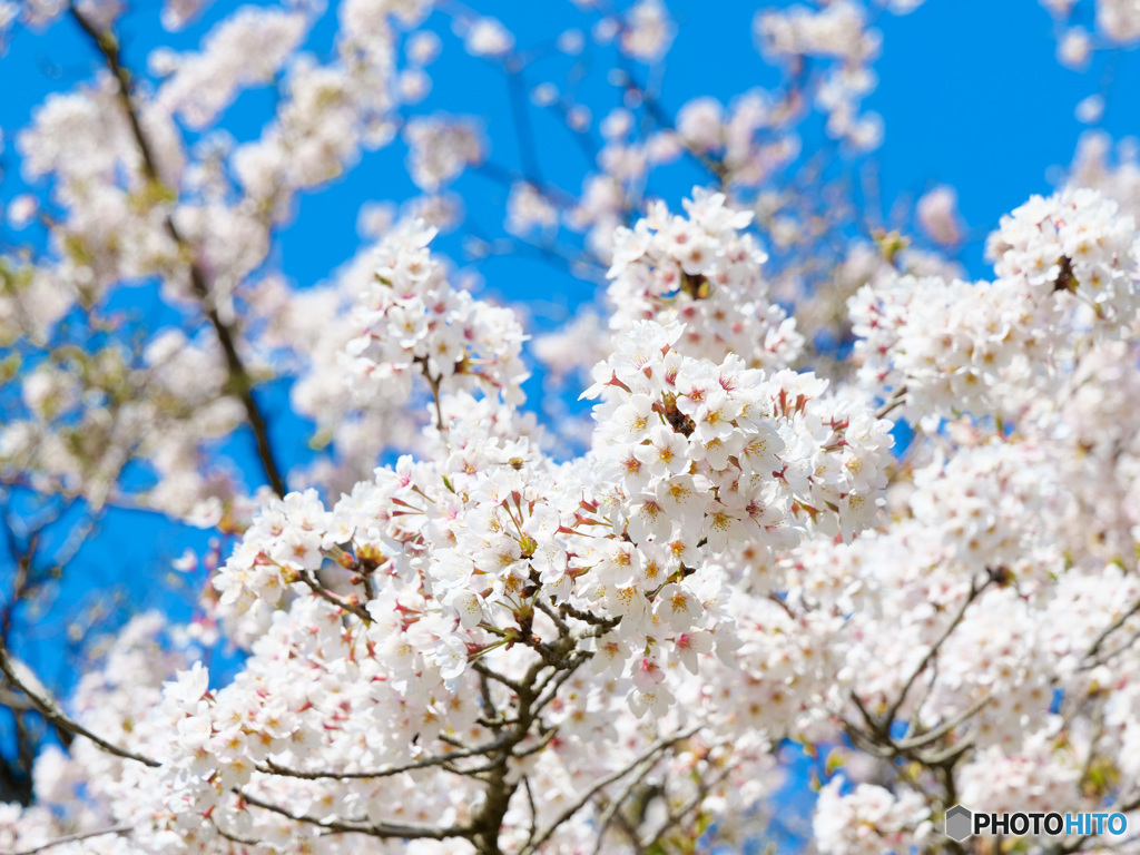 山桜