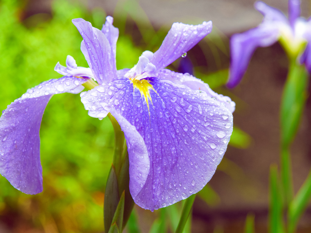 雨の花