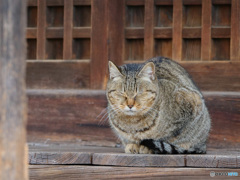 看板猫