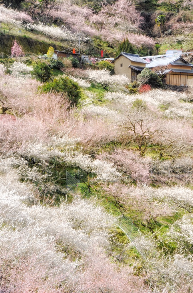 賀名生梅林