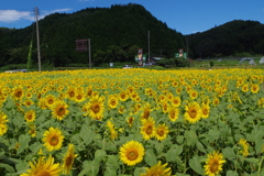 蒜山　ひまわり２