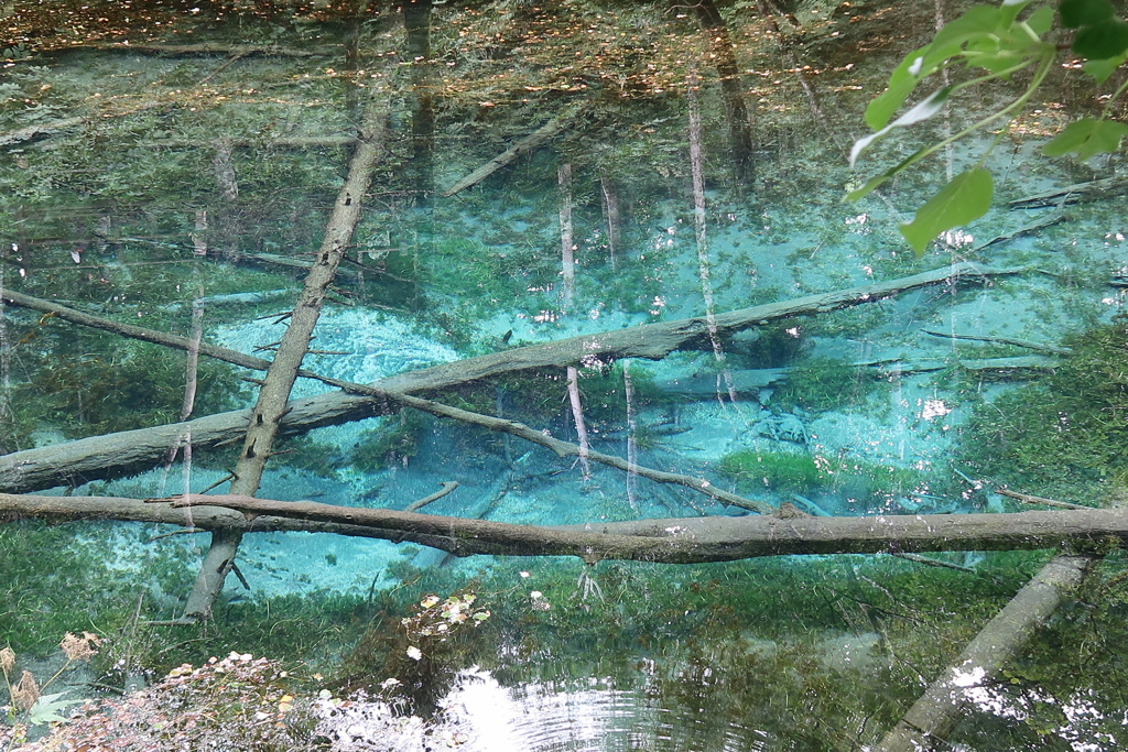 池の中の朽ち果てた木々