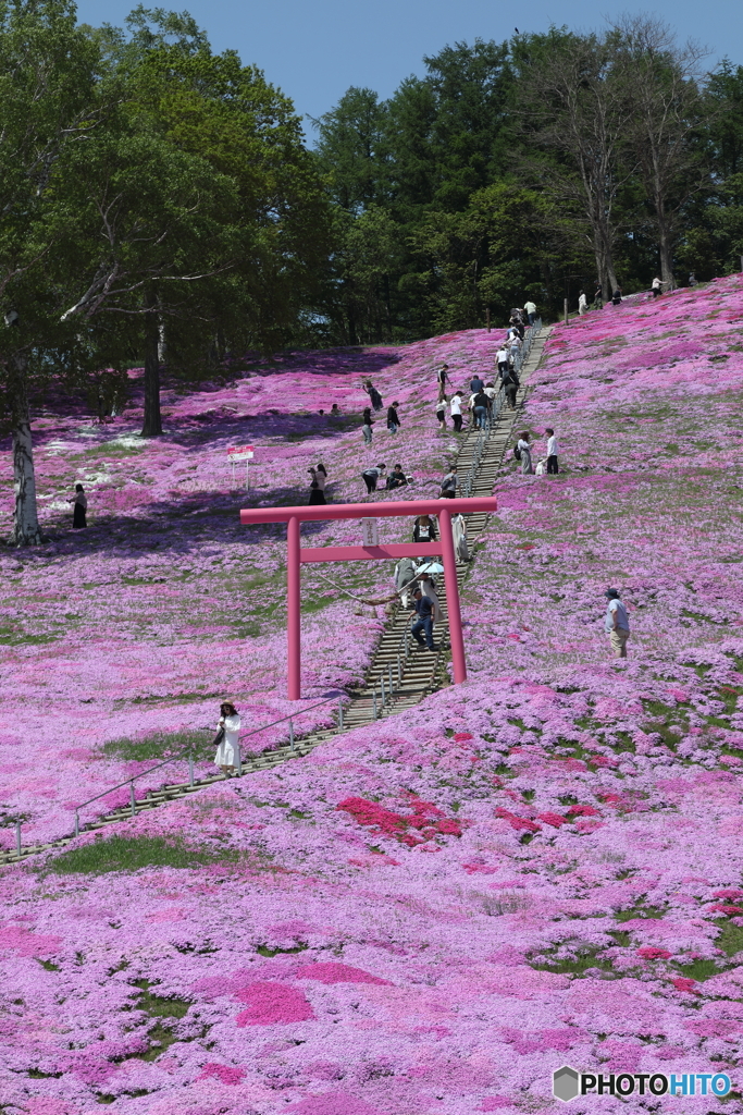 芝桜と鳥居
