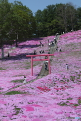 芝桜と鳥居