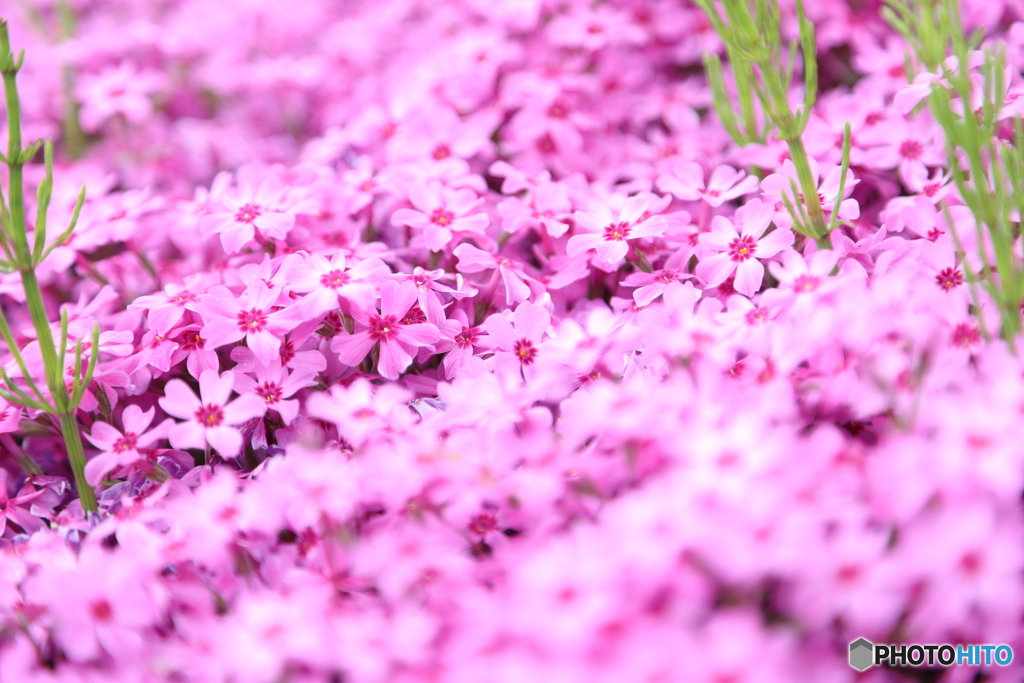 芝桜