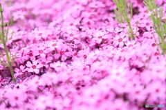 芝桜